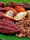 arbore de cacao foto jpg