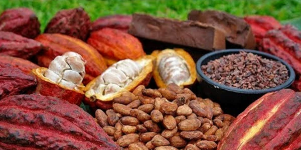 arbore de cacao foto jpg