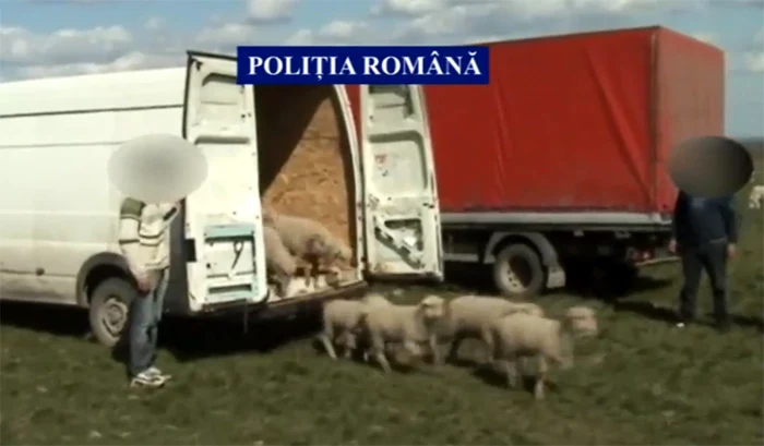 Cei 13 miei au fost recuperaţi FOTO: IPJ Buzău