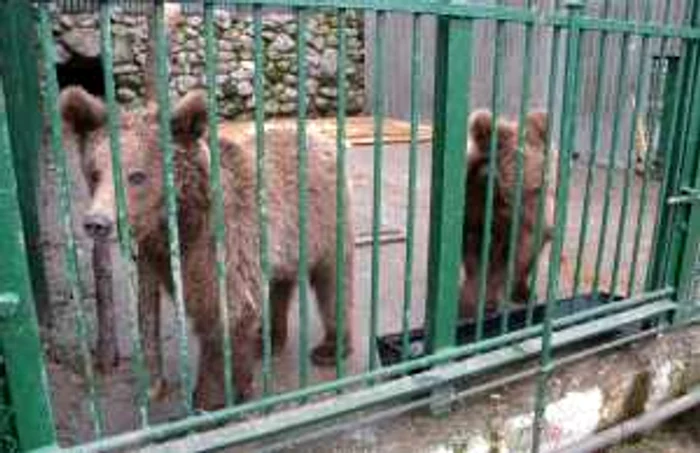 Cei doi ursi se află la grădina zoologică din Ploieşti