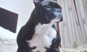 Câinele şi a dat ultima suflare în braţele Oanei Roman jpeg