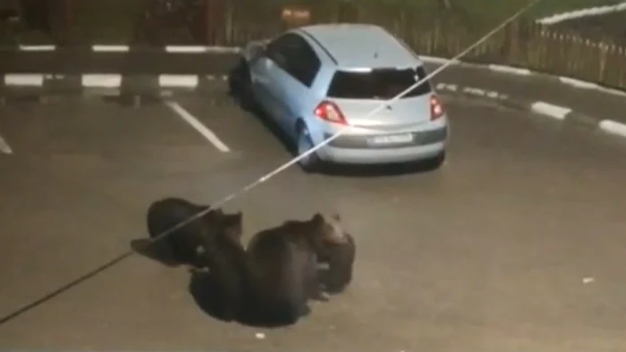 Urșii s-au plimbat pe străzi Foto: Facebook 