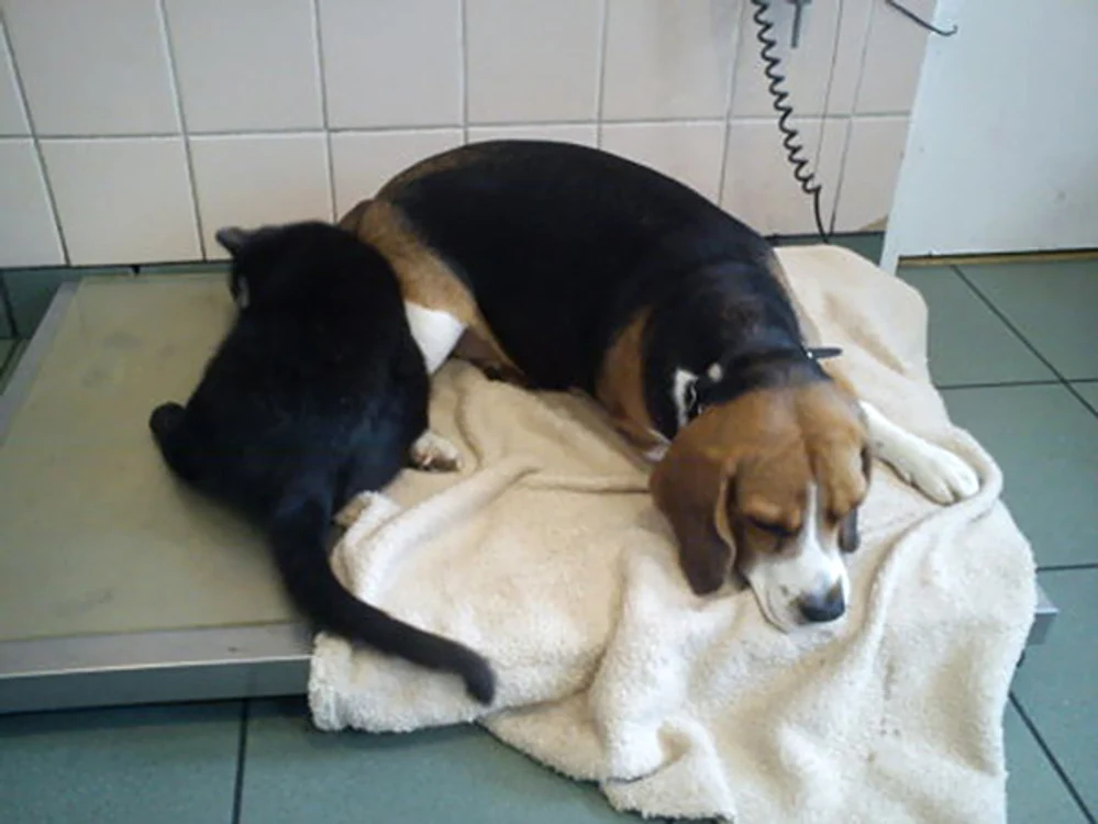 El chiar doarme lângă animalele operate