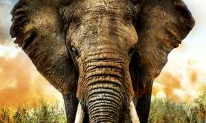 religia pastile jpeg