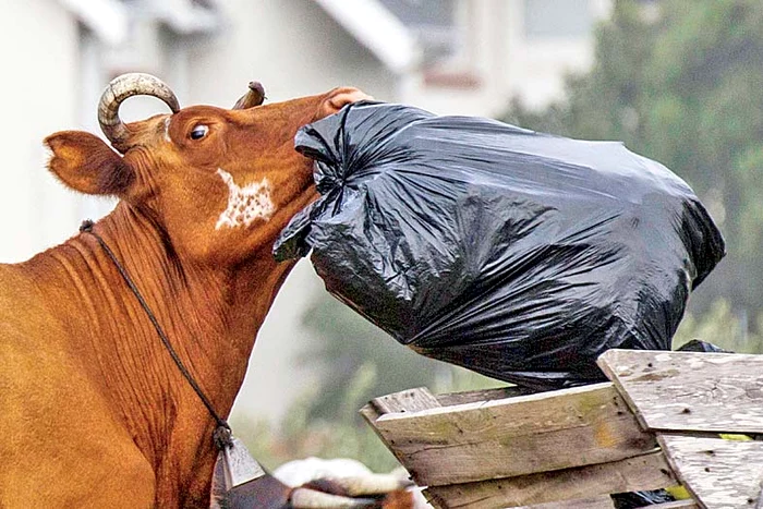 Ce avem noi aici: un sac cu surprize!