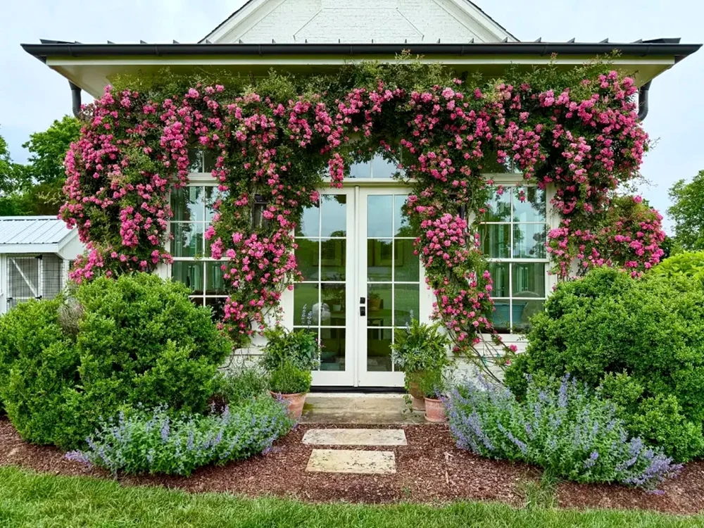 Grădini pe verticală în stil mediteranean, fațadă cu trandafiri cățărători Foto Newbury Home jpg