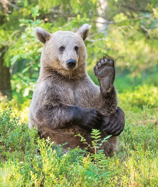 Ia uitaţi-vă am ceva pe talpă?