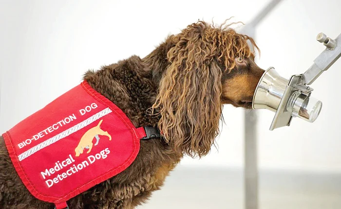 Asher, căţelul care a făcut carieră în azilurile pentru bătrâni detectând boli