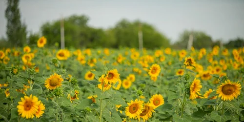 Floarea soarelui in Afganistan Sursa FAO.org