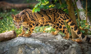 Leopard nebulos, foto Shutterestock  jpg