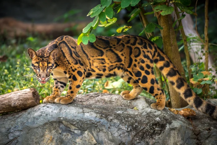 Leopardul nebulos a ajuns să coste aproape 60.000 de euro pe piața neagră / foto: Shutterstock