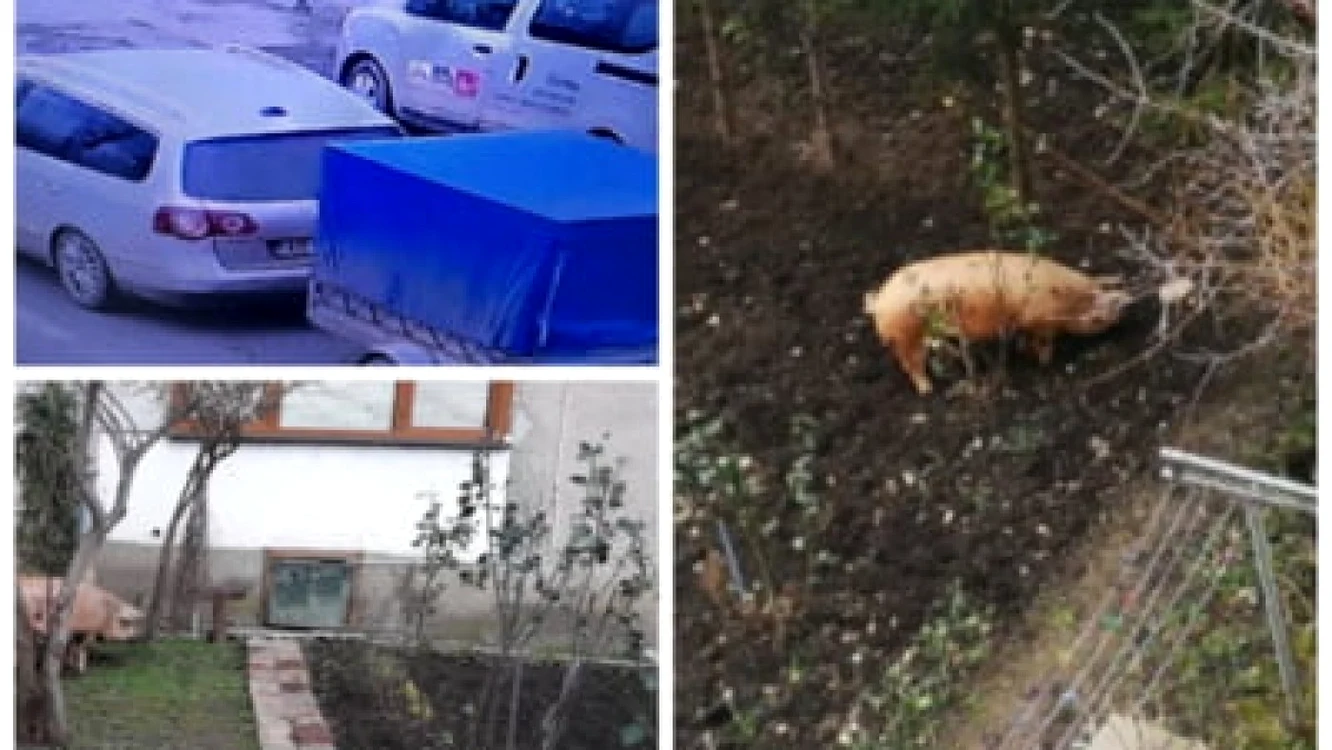 Porcul şi maşina din care a evadat