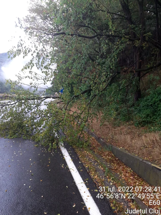 Un arbore căzut pe DN1E60, între Ciucea şi Valea Drăganului a înrgreunat traficul dintre Cluj-Napoca şi Oredea. FOTO: ISU Cluj