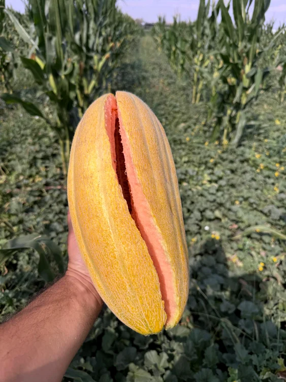 A găsit soluția pentru umbrire, iar plantele nu mai suferă arsuri FOTO: arhiva Ionuț Crăciun