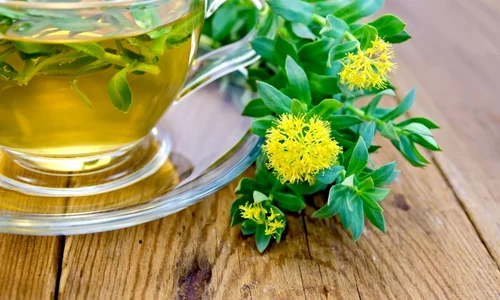 1 rhodiola rosea jpg jpeg