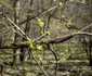 Primăvara în nordul Dobrogei FOTU Turism Măcin