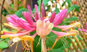 caprifoi wikipedia JPG