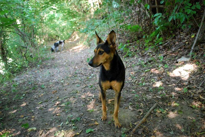 Căţeluşa Diana a fost împuşcată de un vânător FOTO Dorothea Iordănescu