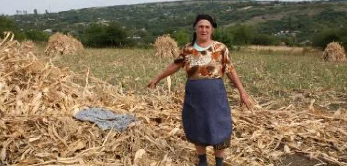 Iaşi: O bătrână a murit după ce a fost muşcată de câini