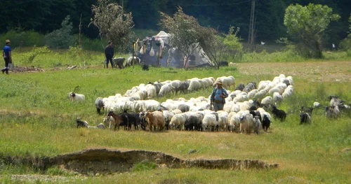 boiereni