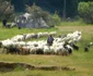 boiereni
