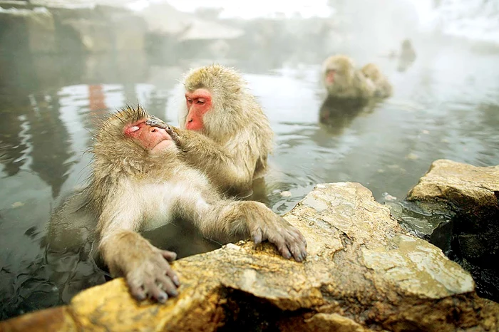 "Hai, surioară, masează-mă bine, că mi-au amorţit şalele!”