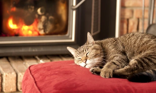 1 65728 original jpg jpeg