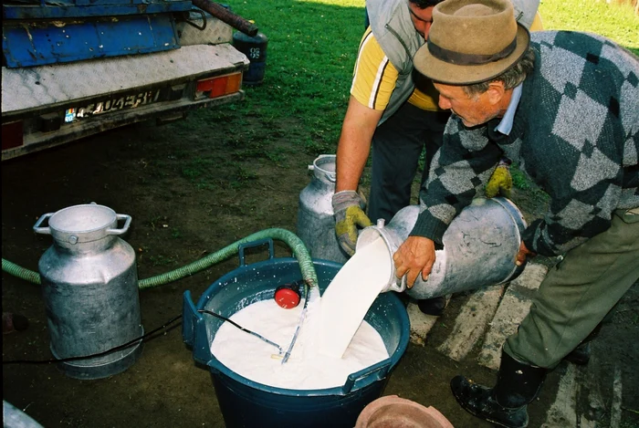 Fermierii sunt disperaţi din cauza isteriei laptelui cu aflatoxină