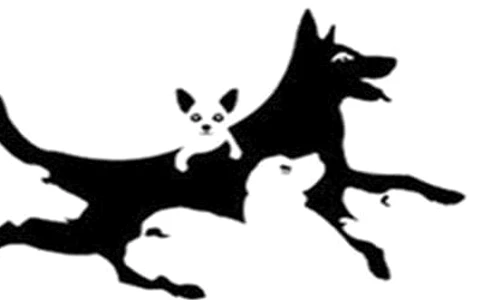 Optica Cati cini vezi jpg