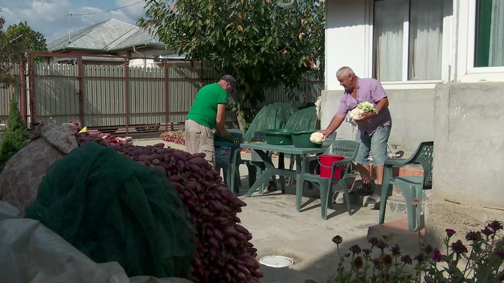 Secretul murăturilor cu saramură de izvor, puse de experimentații legumicultori din Buzău VIDEO