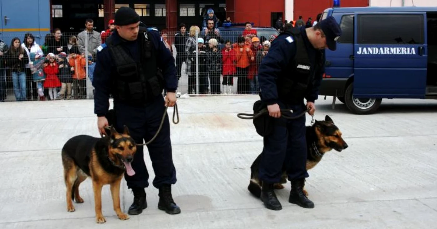 Cele două animale sunt bine antrenate la Centrul Chinologic Dr. Aurel Greblea de la Sibiu