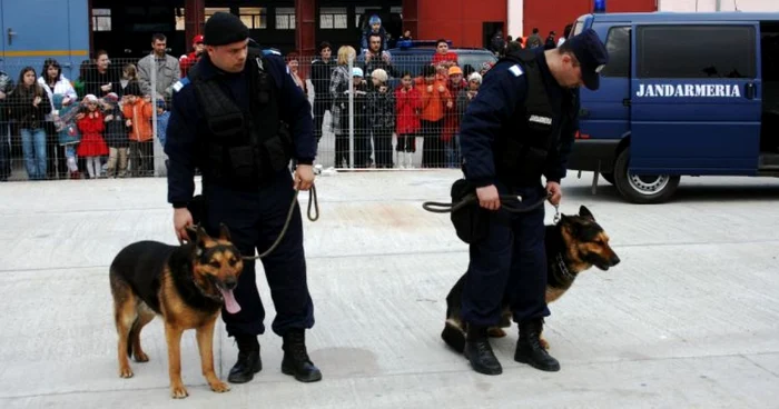 Cele două animale sunt bine antrenate la Centrul Chinologic Dr. Aurel Greblea de la Sibiu