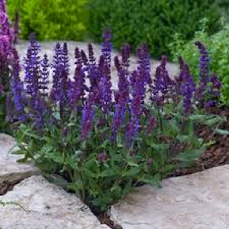 
    Salvia unul dintre cele mai eficiente condimente pentru longevitateSursa foto: Arhiva Click  