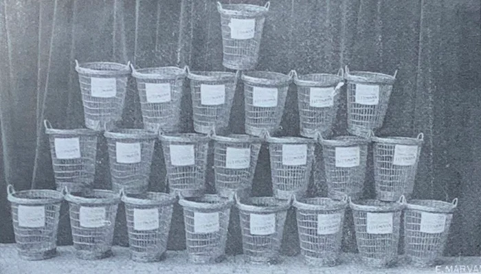 Coșuri de gunoi (Minovici, 1934)