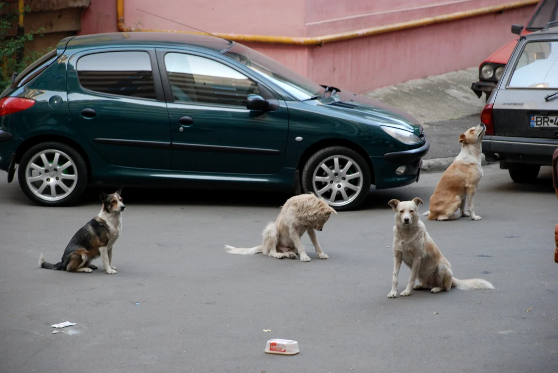 Câinii au invadat scările blocurilor