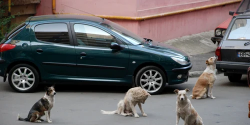 Câinii au invadat scările blocurilor