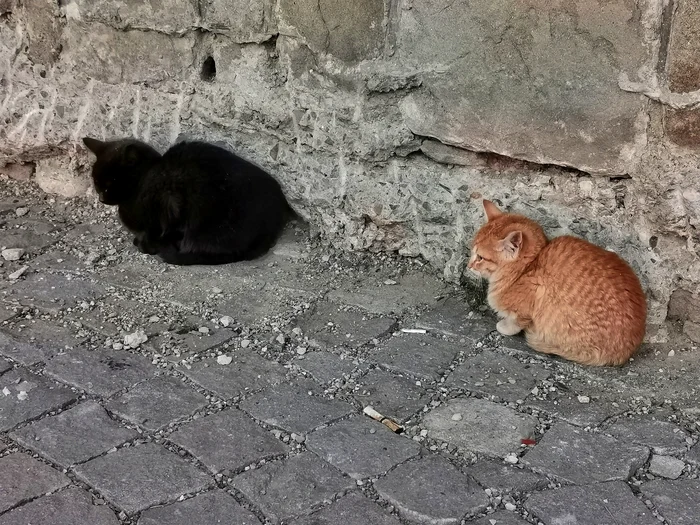 Acum doi ani, pisoiul avea companie pe munte FOTO Adrian Marocico