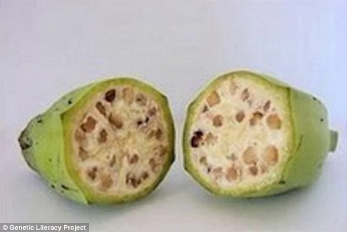fructe