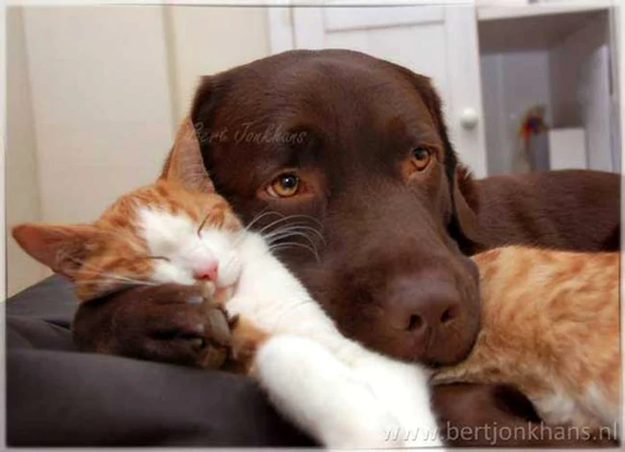 Hannes şi Hessel (Foto: Bert Jonkhans)