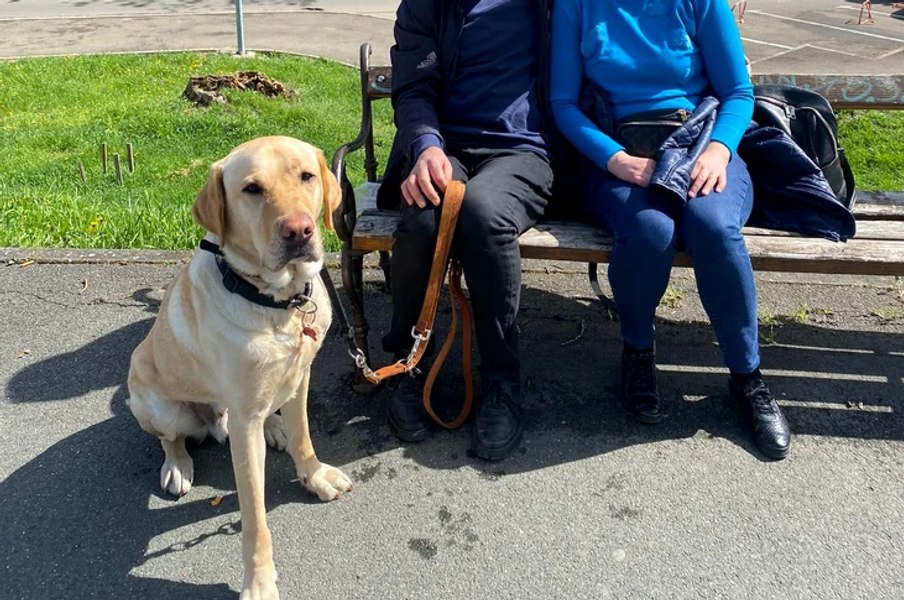 Câinele-ghid pentru persoanele cu handicap are acces gratuit în spaţiile publice. Legea a fost promulgată