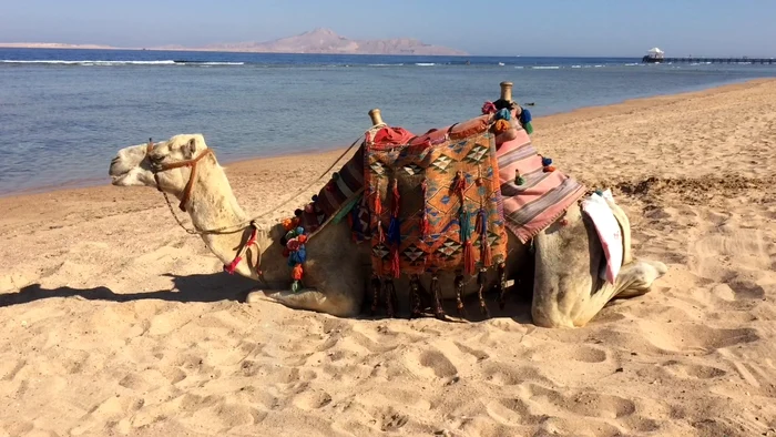 Deşi a fost o adevărată vedetă printre turişti, cămila nu a fost impresionată de atenţia primităcaptură video