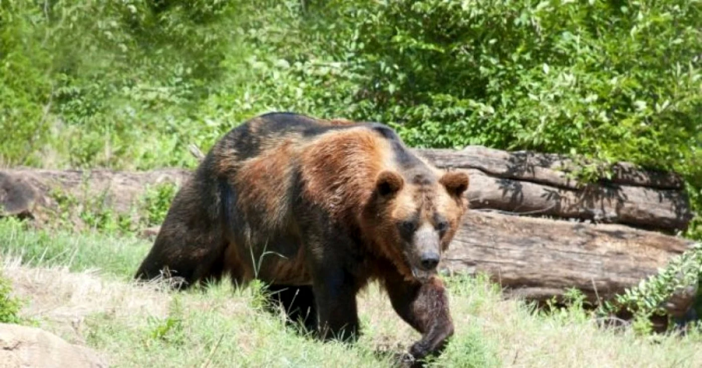 Un urs a ucis de braconierii din Neamţ FOTO Adevărul.ro