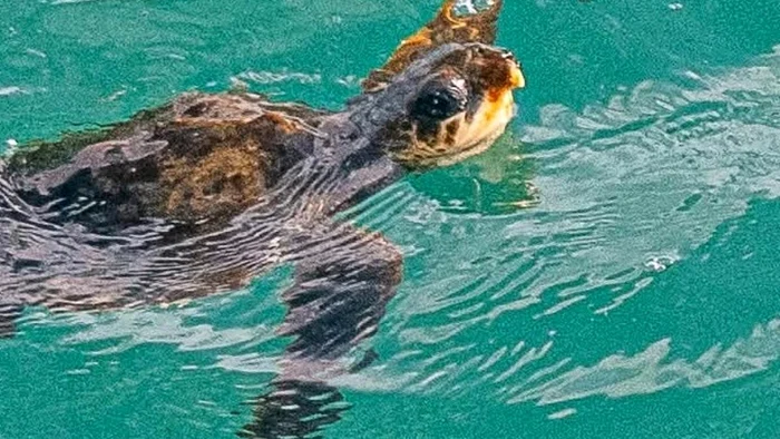 Broasca țestoasă a ajuns în Atlanticul de Nord / foto: Profimedia