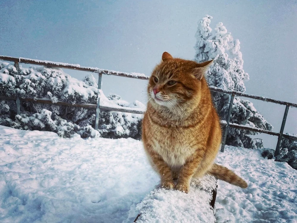 Portocală, pisoiul care trăieşte la vârful Toaca FOTO Alina Mihaela