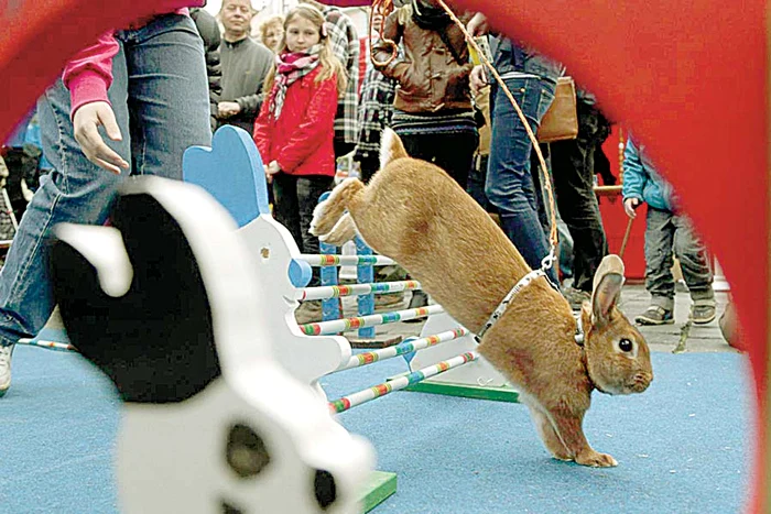 Ţup-ţup! (Fotografii: Reuters)