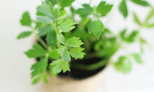 1 74324 original jpg jpeg