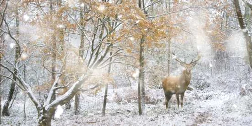 iarna cerb ren padure foto shutterstock