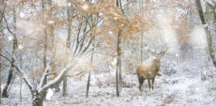 Vreme de iarnă în următoarele zile FOTO Shutterstock