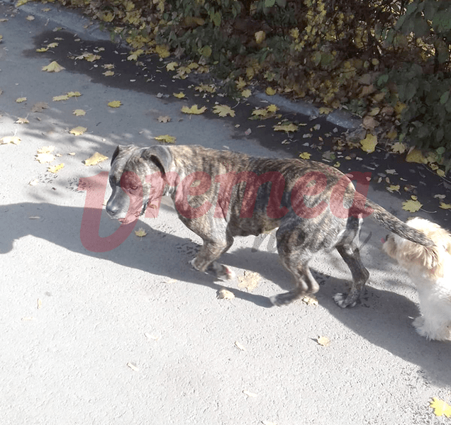 Anunț panicard al unei primării: „Câine periculos părăsit pe stradă!”. În realitate, era doar un maidanez inofensiv