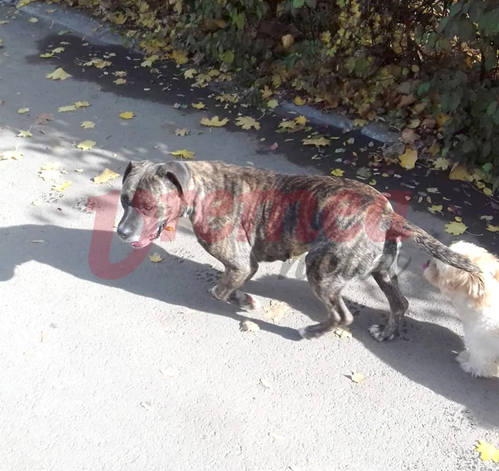 Câinii au fost îndepărtați de jandarmi din scara blocului unde fuseseră găsiți FOTO Vremea Nouă